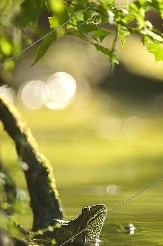 Biosphoto | 1898778 | Green frog on the lookout at the edge of a pond France | &copy; Monique Morin / Biosphoto