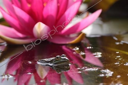 Biosphoto | 1158913 | Green frog pond in Alsace France | &copy; Bruno Cavignaux / Biosphoto