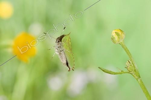 Biosphoto | 581250 | Green Hairstreak flighting Saone-et-Loire | &copy; Joël Héras / Biosphoto