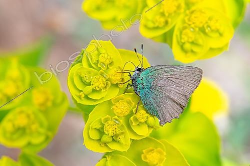 Biosphoto | 2621765 | Green Hairstreak = thecla of the bramble (Callophrys rubi) aged butterfly foraging on a spurge flower, Massargues, municipality of Orgnac-l'Aven, Ardèche, France. | &copy; Stéphane Vitzthum / Biosphoto
