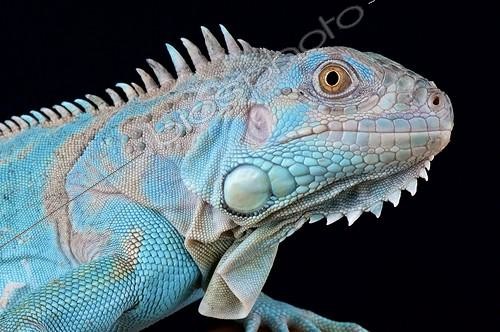 Biosphoto | 2063975 | Green iguana (Iguana iguana) Axanthic, captivity | &copy; Matthijs Kuijpers / Biosphoto