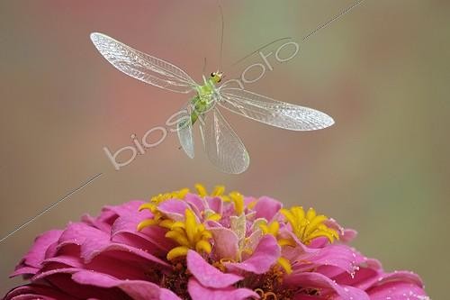Biosphoto | 1172301 | Green Lacewing (Chrysoperla carnea), insect, Saxony-Anhalt, Germany | &copy; André Skonieczny / imageBROKER / Biosphoto