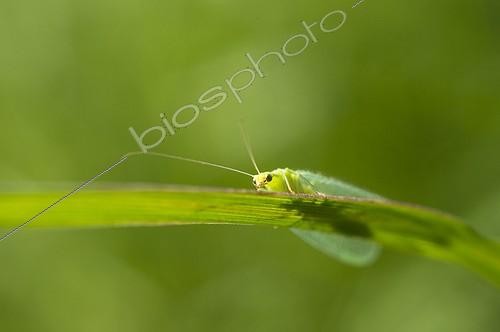 Biosphoto | 2041070 | Green lacewing on a blade of grass - France | &copy; Monique Berger / Biosphoto