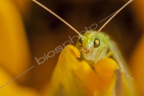 Biosphoto | 1852012 | Green lacewing on a yellow flower France | &copy; Olivier Miniato / Biosphoto