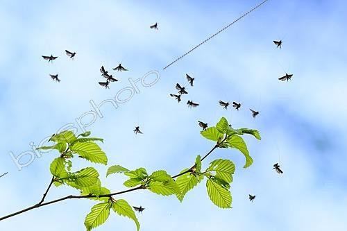 Biosphoto | 2620948 | Green Long-horn moth (Adela reaumurella) nuptial flight, Lorraine, France | &copy; Régis Cavignaux / Biosphoto