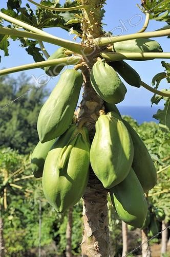 Biosphoto | 1136406 | Green Papayas on Papaya tree Reunion | &copy; Claude Balcaen / Biosphoto