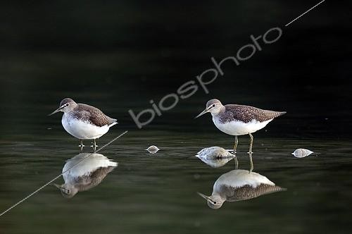 Biosphoto | 955758 | Green Sandpipers wading Natural area of the Allan France | &copy; Dominique Delfino / Biosphoto
