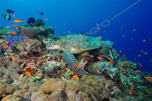 Biosphoto | 2454591 | Green sea turtle (Chelonia mydas) on reef, Nusa Penida dive site, Sental, Bali. | &copy; Jean Cassou / Biosphoto