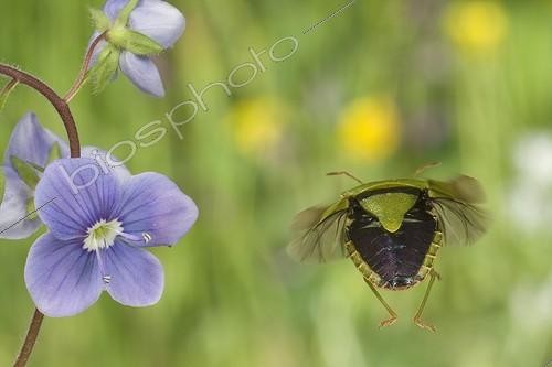 Biosphoto | 912401 | Green shield bug flying and flower Burgundy France | &copy; Joël Héras / Biosphoto