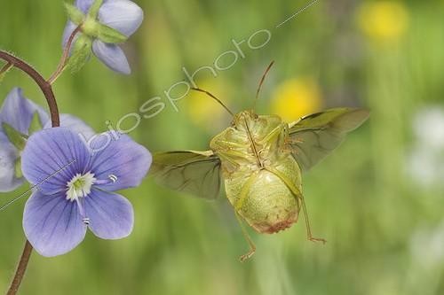 Biosphoto | 912402 | Green shield bug flying and flower Burgundy France | &copy; Joël Héras / Biosphoto