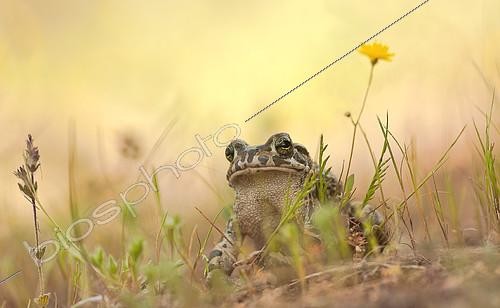 Biosphoto | 2407159 | Green toad (Bufo viridis), Greece | &copy; Benoît Outrey / Biosphoto