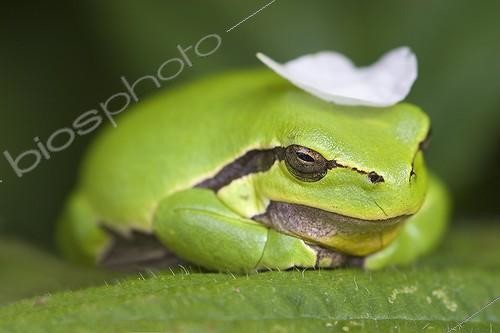 Biosphoto | 1989520 | Green tree frog on a leaf Bramble - France | &copy; Patrick Glaume / Biosphoto