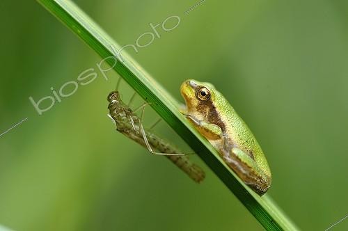 Biosphoto | 916653 | Green tree frog on a leaf Rush and moult Touraine France  | &copy; Bruno Guénard / Biosphoto
