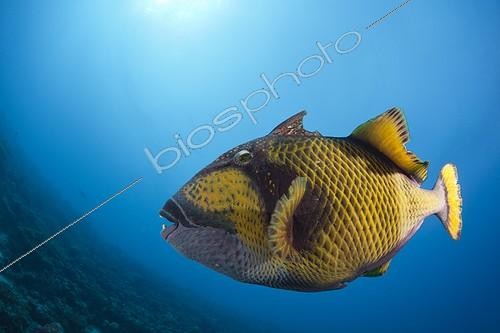 Biosphoto | 1819917 | Green Triggerfish North Male Atoll Maldives | &copy; Reinhard Dirscherl / Biosphoto