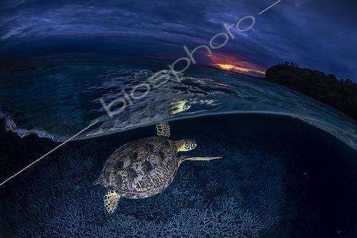 Biosphoto | 2567722 | Green turtle (Chelonia mydas) at blue hour on N'gouja beach, Mayotte | &copy; Gabriel Barathieu / Biosphoto