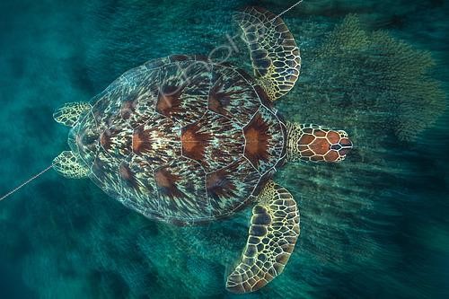 Biosphoto | 2427015 | Green turtle (Chelonia mydas) swimming at full speed in the lagoon of Mayotte. | &copy; Gabriel Barathieu / Biosphoto