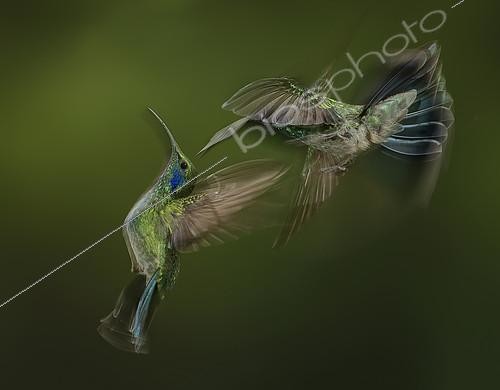 Biosphoto | 2100401 | Green violetear (Colibri thalassinus), two birds hovering, Costa Rica | &copy; Ignacio Yufera / Biosphoto