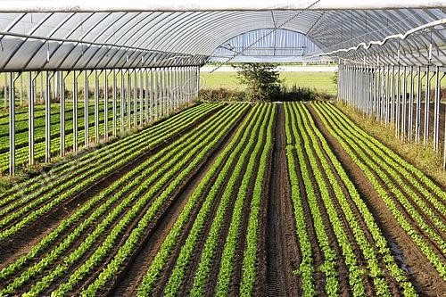 Biosphoto | 2590924 | Greenhouse lettuce growing at Seuru, sustainable agriculture, lettuce for wholesale market, Rungis, etc., Champagne, Sarthe, France | &copy; Michel Gile / Biosphoto