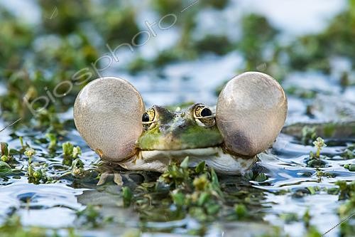 Biosphoto | 2621734 | Grenouille rieuse (Rana Pelophylax ridibundus), mâle chanteur, sacs vocaux gonflés dans une mare, lieu dit le Lac au N de Massargues, commune d'Orgnac-l-Aven, Ardèche, France | &copy; Stéphane Vitzthum / Biosphoto