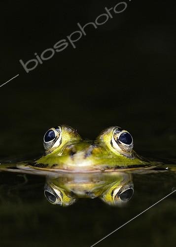 Biosphoto | 2081183 | Grenouille verte photographiée au ras de l'eau dans une petite marre alsacienne. | &copy; Adrien Wehrlé / Biosphoto