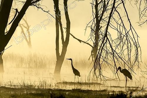 Biosphoto | 2024485 | Grey Heron and Yellow-billed Stork - Lake Nakuru Kenya | &copy; Michel & Christine Denis-Huot / Biosphoto