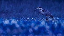 Biosphoto | 2561968 | Grey Heron (Ardea cinerea) on the edge of a pond at dawn, Loir-et-Cher, Sologne, France | &copy; Guy Van Langenhove / Biosphoto