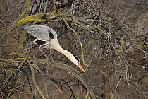Biosphoto | 2619315 | Grey Heron (Ardea cinerea) searching for twigs for nest building, Ornithological Reserve of Pont de Gau, Camargue, Bouches-du-Rhône, France. | &copy; Thierry Le Quay / Biosphoto