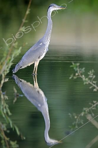 Biosphoto | 1443227 | Grey Heron on the lookout in water Allan Reserve  France ; Yearling | &copy; Dominique Delfino / Biosphoto