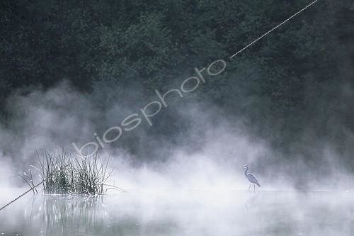 Biosphoto | 1136659 | Grey Heron walking on a small dam on the river Doubs | &copy; Florent Cardinaux  / Biosphoto