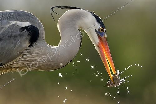 Biosphoto | 2048275 | Grey Heron with a fish in its beak - Hungary | &copy; Michel Poinsignon / Biosphoto