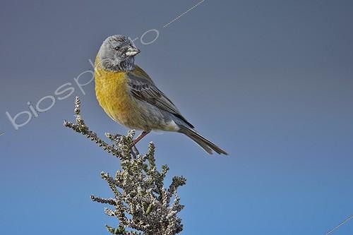 Biosphoto | 1958531 | Grey-hooded Sierra-finch male - Torres del Paine NP Chile | &copy; Ignacio Yufera / Biosphoto