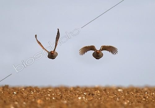 Biosphoto | 1419204 | Grey Partridges flying over a plow in the spring France | &copy; Dominique Gest / Biosphoto