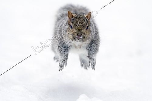 Biosphoto | 1440796 | Grey squirrel running and jumping in snow Quebec Canada | &copy; Philippe Henry / Biosphoto
