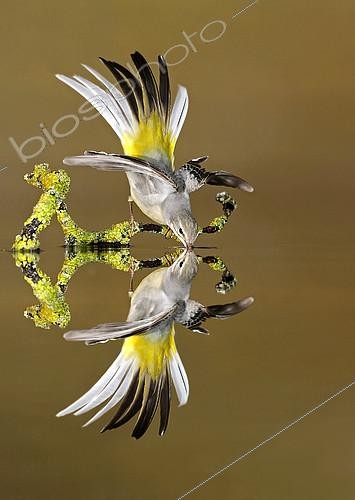 Biosphoto | 2156905 | Grey Wagtail (Motacilla cinerea) drinking and reflection, Salamanca, Castilla y León, Spain | &copy; Mario Cea Sanchez / Biosphoto