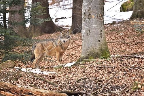 Biosphoto | 2056314 | Grey wolf in forest, Bayerischer Wald Park, Germany | &copy; Massimiliano Sticca / Biosphoto