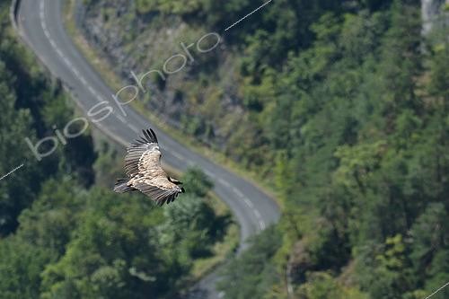 Biosphoto | 2569697 | Griffon vulture (Gyps fulvus) in flight above the road along the Tarn, 'Point Sublime', Gorges du Tarn, Lozère, France | &copy; Thierry Le Quay / Biosphoto