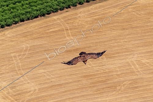 Biosphoto | 2554633 | Griffon Vulture (Gyps fulvus) in flight, Aveyron, France | &copy; Christian Fosserat / Biosphoto