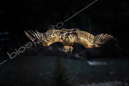 Biosphoto | 2569217 | Griffon vulture (Gyps fulvus) in flight with nest building material in beak, Baronnies, Provence, France | &copy; David Tatin / Biosphoto