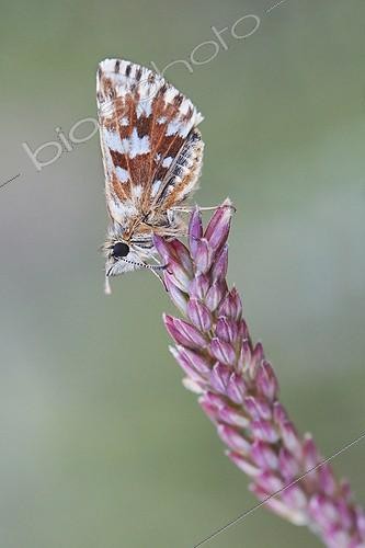 Biosphoto | 1921337 | Grizzled Skipper on a flower - Serra do Courel Spain | &copy; Siro Moya / Biosphoto