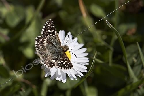 Biosphoto | 1921392 | Grizzled Skipper on Daisy flower - Serra do Cando Spain | &copy; Siro Moya / Biosphoto