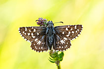 Biosphoto | 2621737 | Grizzled Skipper (Pyrgus malvae), commune of Gras, Dent de Rez from Reynouard, Ardèche, France. | &copy; Stéphane Vitzthum / Biosphoto