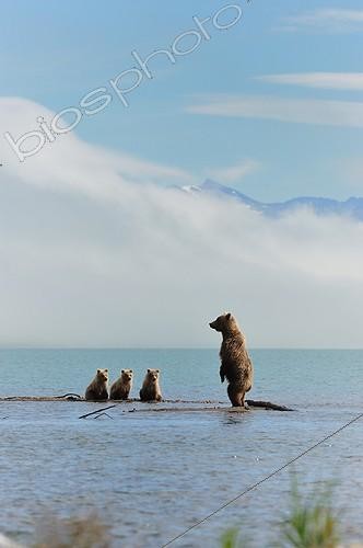 Biosphoto | 685300 | Grizzly and cubs lake Katmai Alaksa  | &copy; Fabrice Simon / Biosphoto