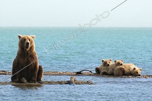 Biosphoto | 684186 | Grizzly and young lake Katmai Alaska  | &copy; Fabrice Simon / Biosphoto