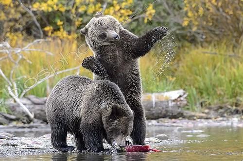 Biosphoto | 2009057 | Grizzly bear cubs eating a salmon in Canada | &copy; Muriel Nicolotti / Biosphoto