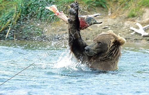 Biosphoto | 521796 | Grizzly Bear playing with a Sockeye Salmon  Katmai NP | &copy; Fabrice Simon / Biosphoto