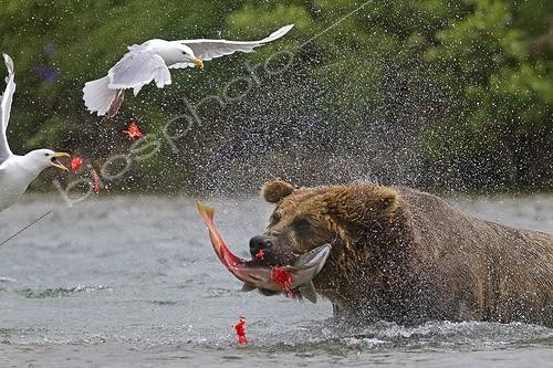 Biosphoto | 1440875 | Grizzly capturant un Saumon rouge dans le PN de Katmai ; Les goélands à ailes grises profitent de la capture | &copy; Sylvain Cordier / Biosphoto