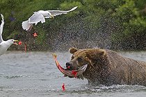 Biosphoto | 1440875 | Grizzly catching a Sockeye salmon in Katmai NP Alaska | &copy; Sylvain Cordier / Biosphoto