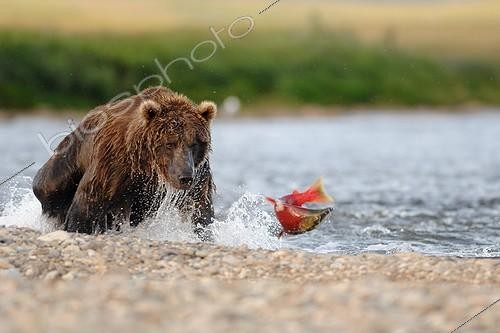 Biosphoto | 684143 | Grizzly catching Sockeye salmon Katmai Alaska USA | &copy; Fabrice Simon / Biosphoto