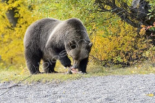 Biosphoto | 1993306 | Grizzly eating a salmon - Chilcotin Mountains Canada  | &copy; Muriel Nicolotti / Biosphoto