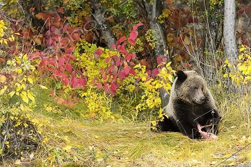 Biosphoto | 1993310 | Grizzly eating a salmon - Chilcotin Mountains Canada ; Age: 2.5 years  | &copy; Muriel Nicolotti / Biosphoto